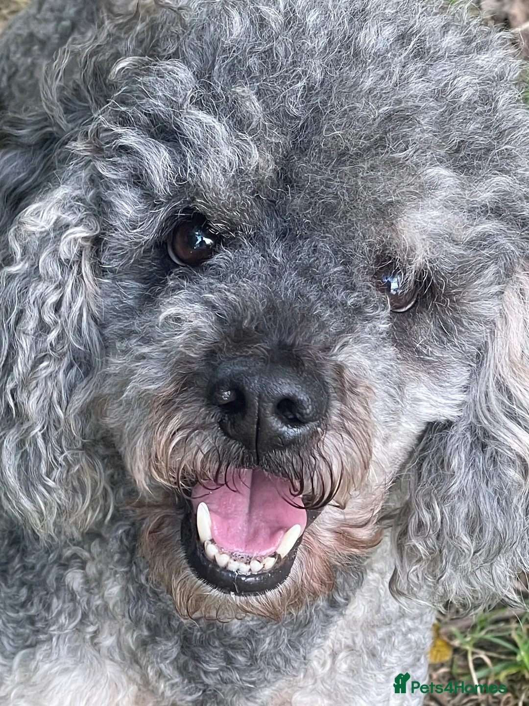 Miniature Poodle dogs for stud: Experienced  beautiful miniature poodle stud - Advert 2