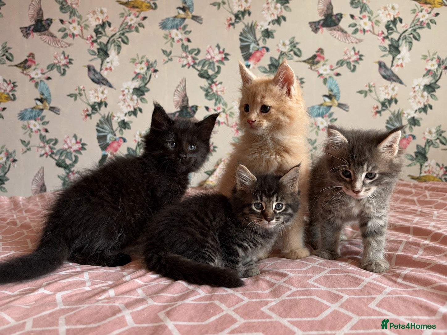 Maine Coon cats 4 beautiful playful Maine Coon kittens  - Advert 2