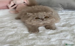 British Longhair cats for sale: Ready 🐻British Longhair chunky kittens💎🧸 - Image 2