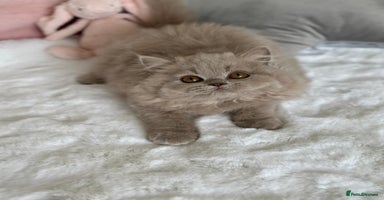 British Longhair cats - Advert 12