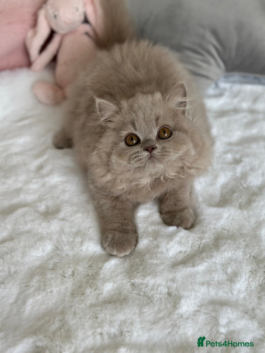 British Longhair cats for sale: Ready 🐻British Longhair chunky kittens💎🧸 - Image 2
