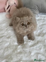 British Longhair cats - Advert 12