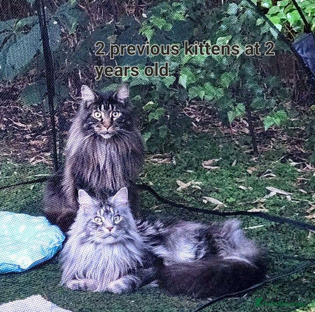 Maine Coon cats for sale: Maine Coon TICA reg kittens and Persian adult  - Image 19
