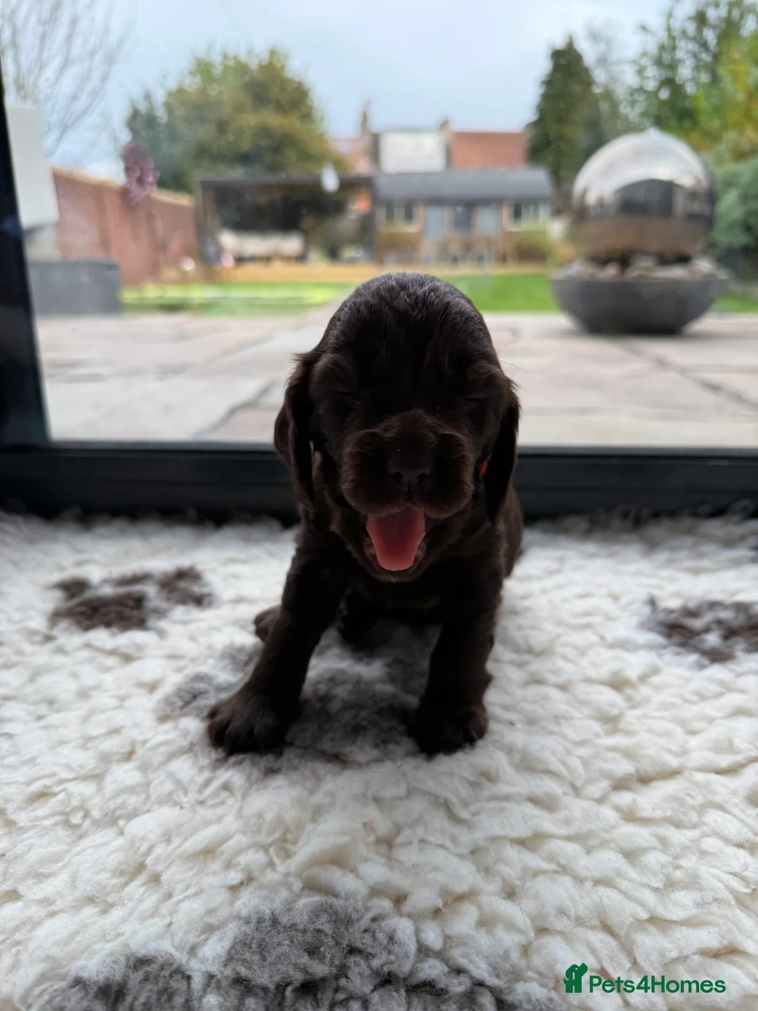 Cocker Spaniel dogs for sale: Cocker spaniel pups for sale  in Clevedon - Advert 2
