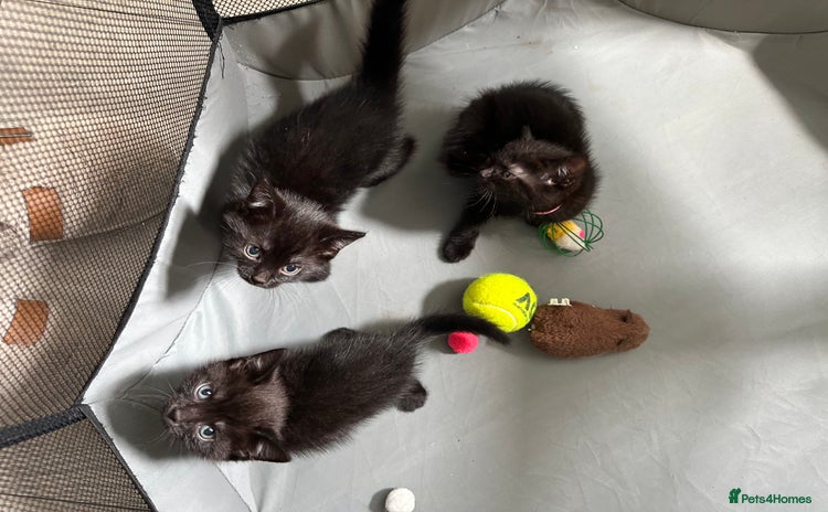 Domestic Shorthair cats - Advert 1