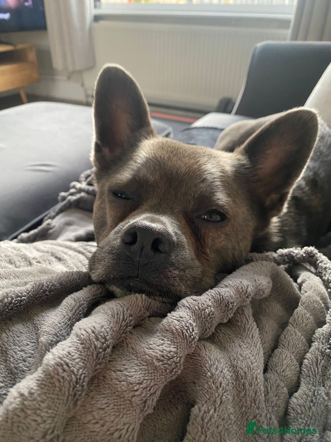 Mixed Breed dogs for sale: Ronnie  - Advert 22