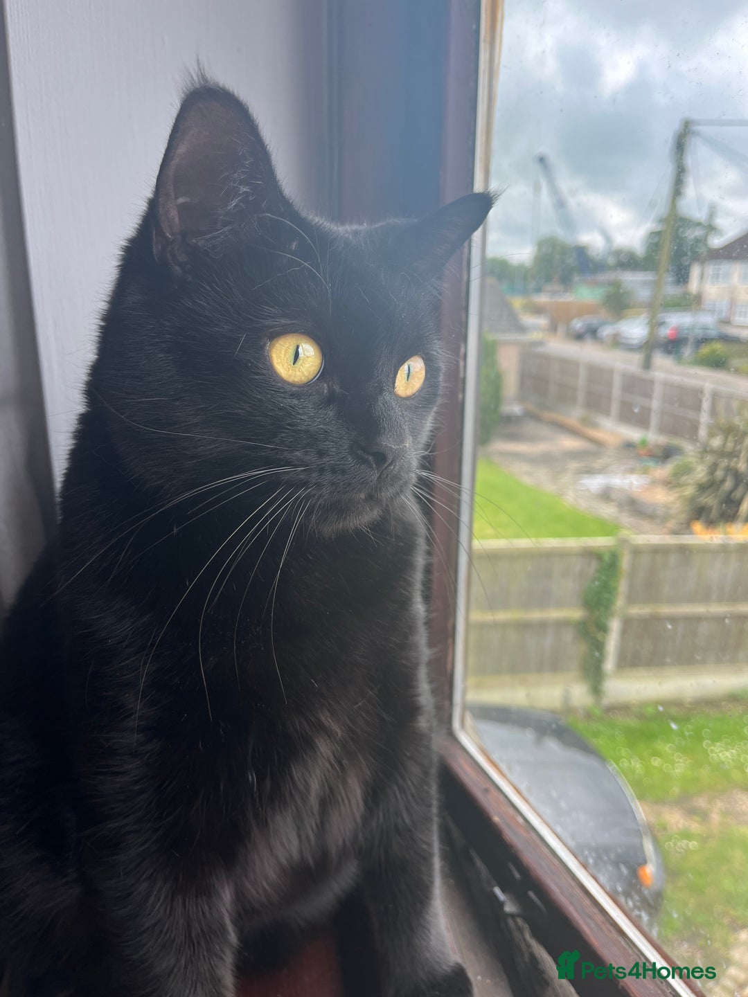 Mixed Breed cats for sale: 2 black cats mother and son - Advert 9