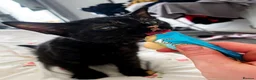 Mixed Breed cats for sale: Tortie kitten  - Advert 6