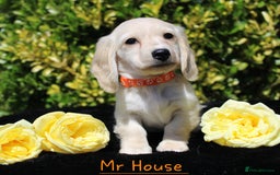 Miniature Dachshund dogs for sale: Miniature Longhaired Dachshunds in West Bromwich - Image 4
