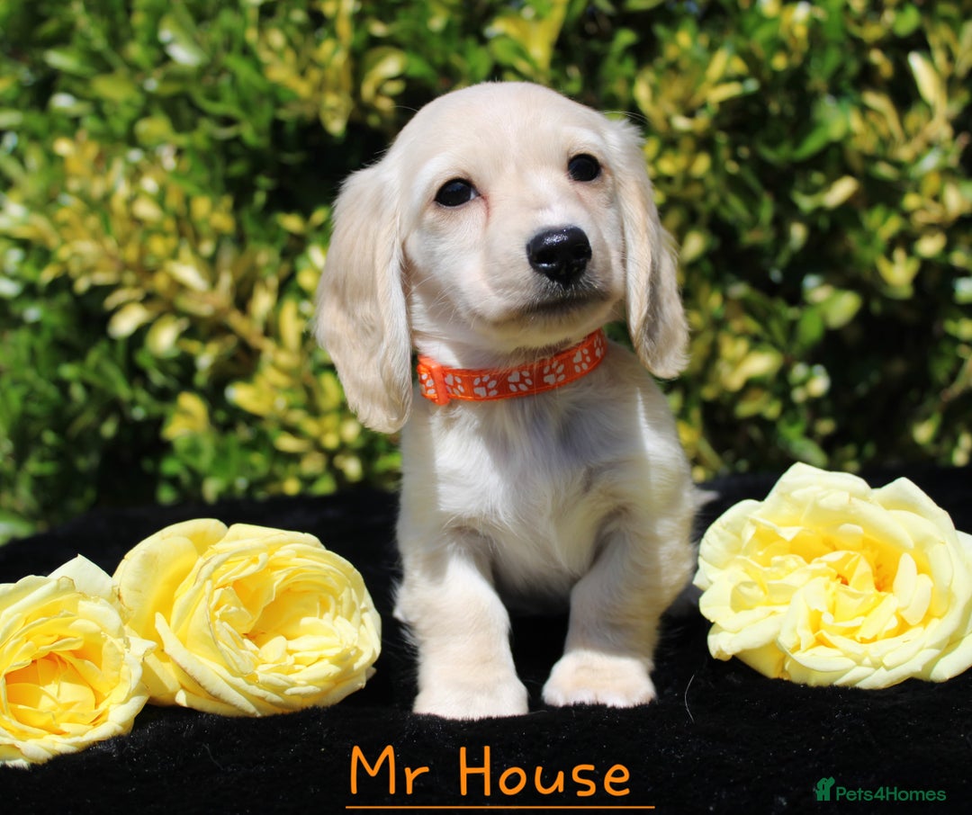 Miniature Dachshund dogs for sale: Miniature Longhaired Dachshunds in West Bromwich - Image 4