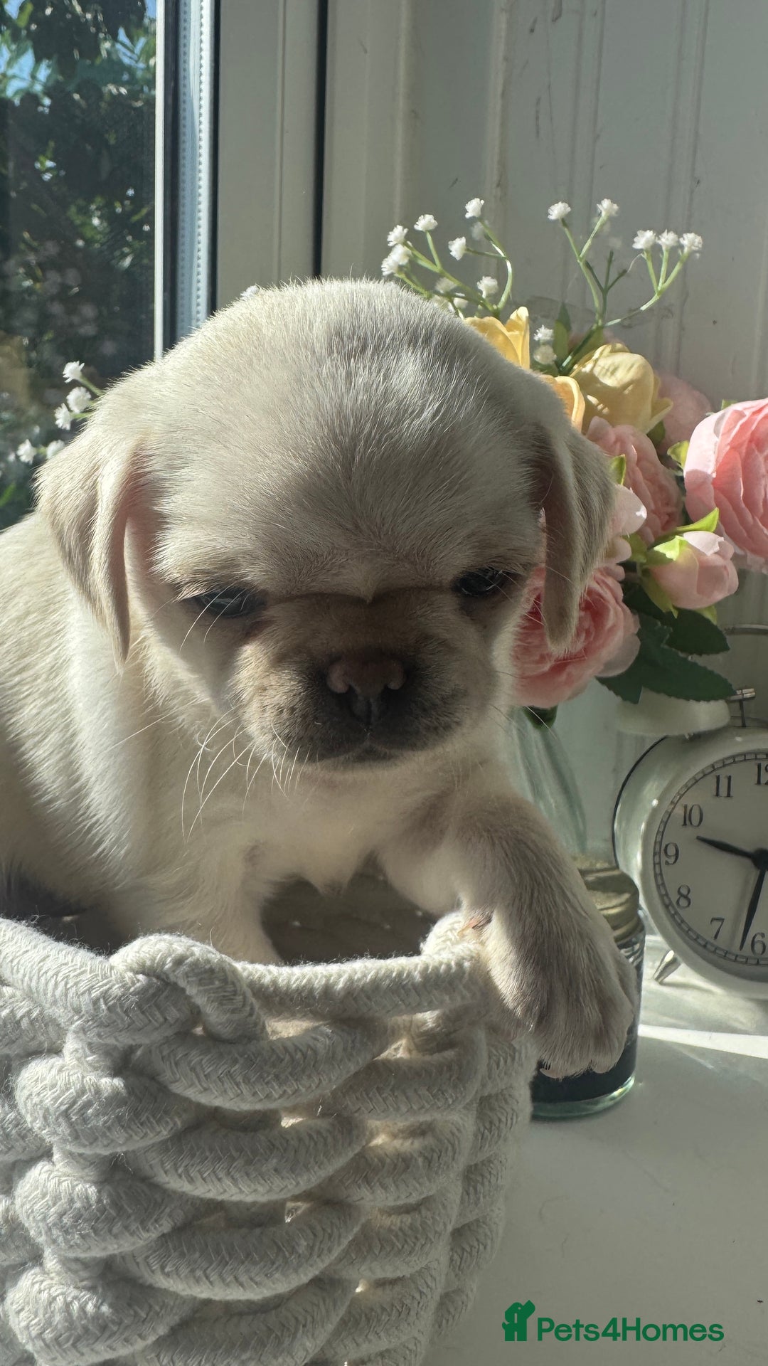 Pug dogs for sale: Amazing KC registered pug puppies - Image 6