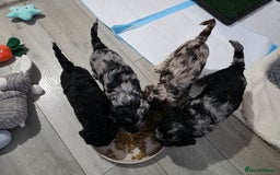 Schnoodle dogs for sale: 3 Stunning F2b Mearle Schnoodle Puppies - Image 4
