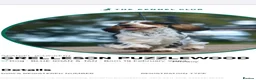 Cocker Spaniel dogs for sale: Beautiful, health tested show cocker boy in Dewsbury - Advert 11
