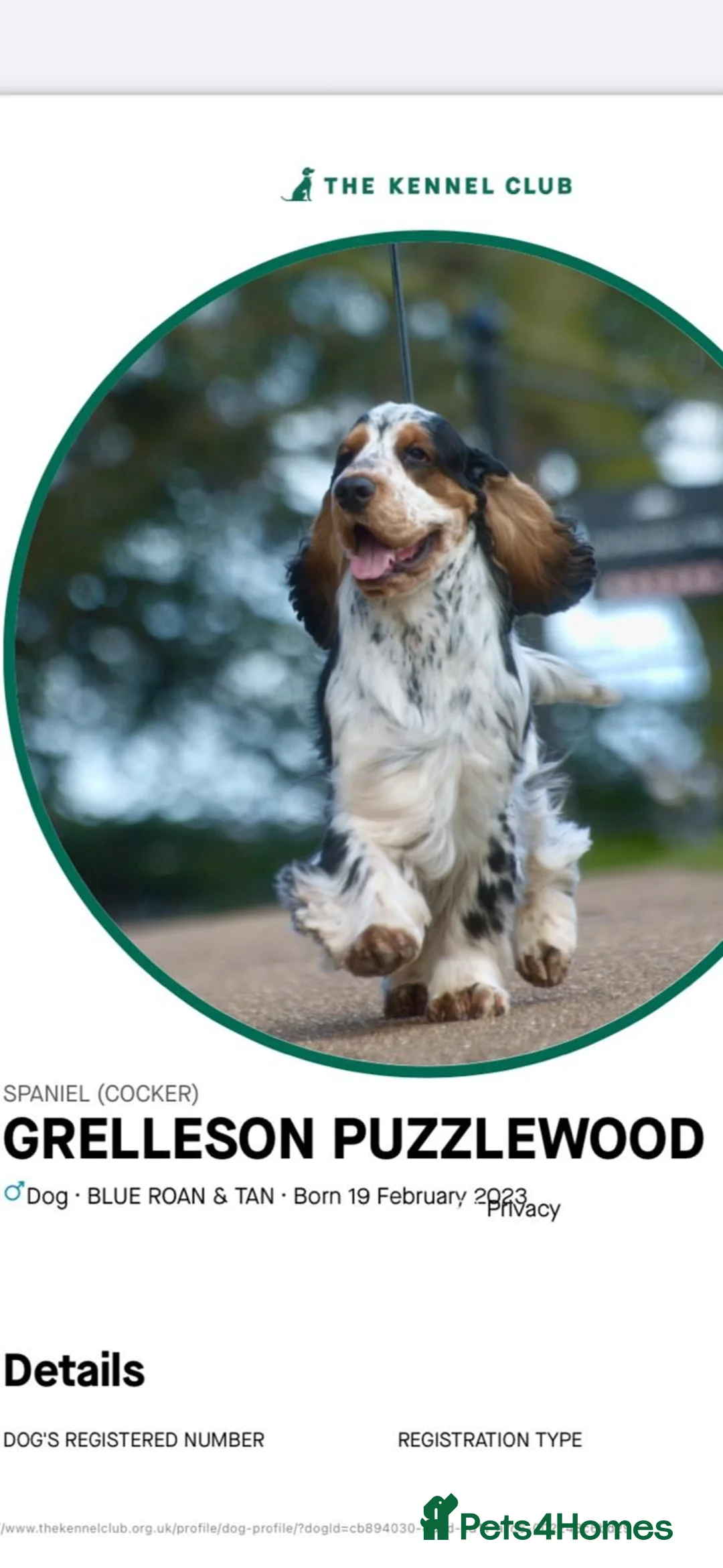 Cocker Spaniel dogs for sale: Beautiful, health tested show cocker boy in Dewsbury - Advert 11