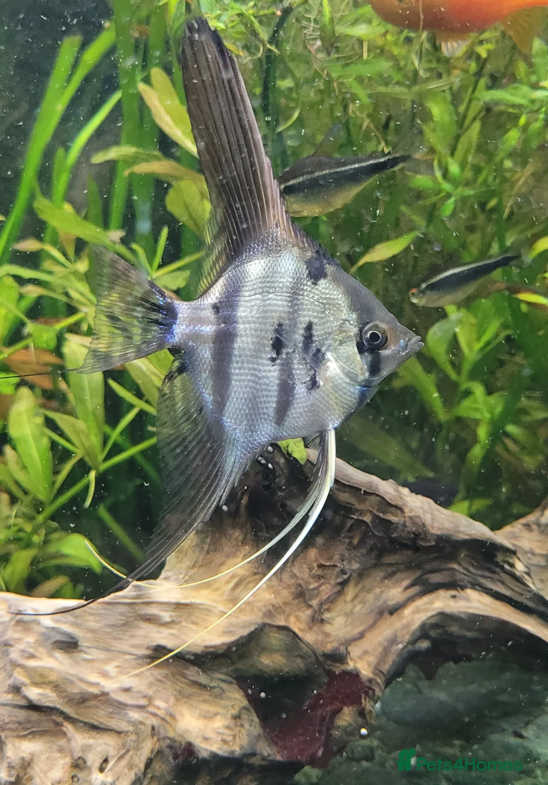 Angelfish fish for sale: Rare high wide fin stripes Angels - Advert 8
