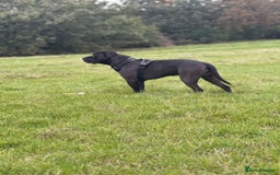 Mixed Breed dogs for stud: Cane Corso x Presa Canario for Stud - Image 6