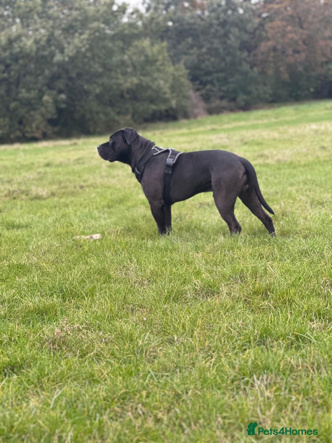Mixed Breed dogs for stud: Cane Corso x Presa Canario for Stud - Image 6