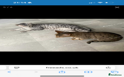 Savannah cats for sale: Two savannah cats for rehoming - Image 2