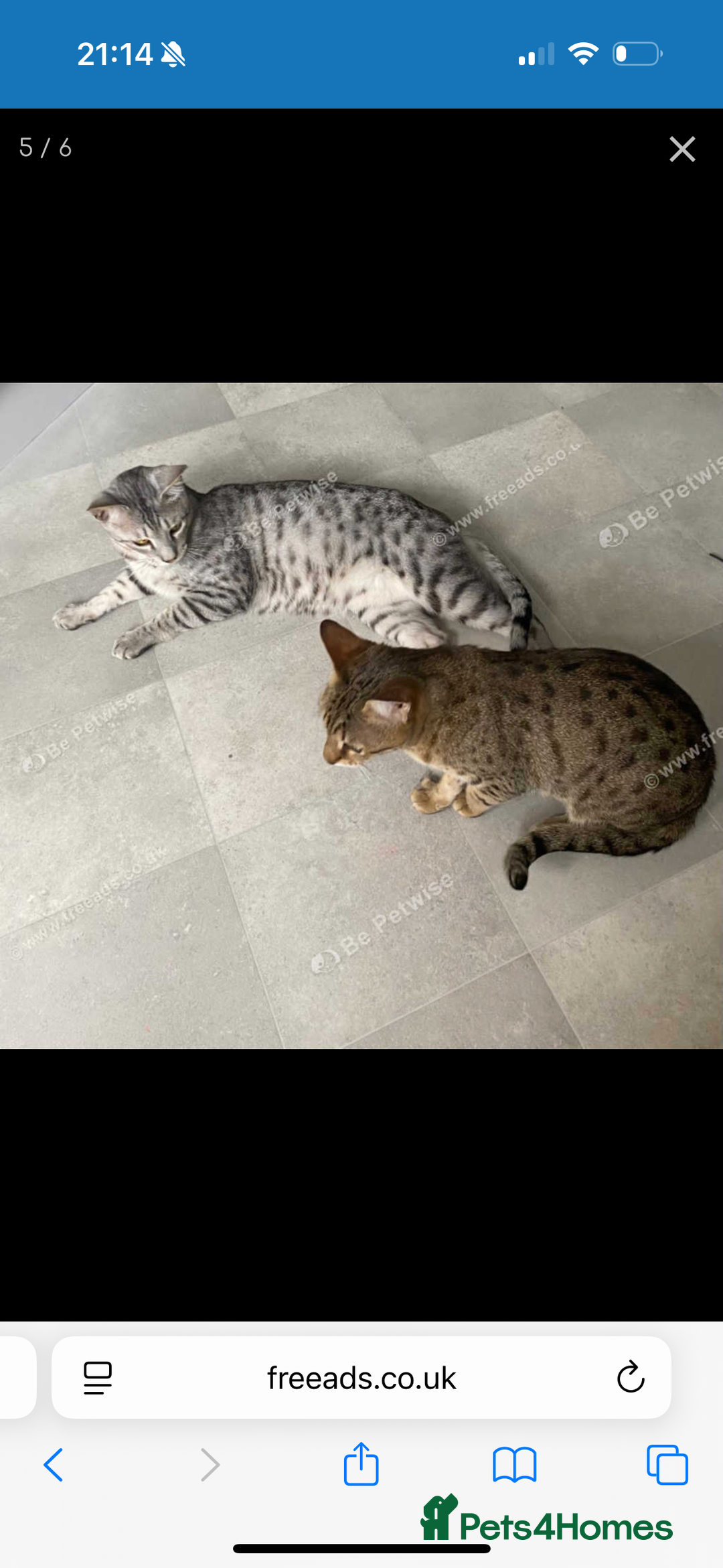 Savannah cats for sale: Two savannah cats for rehoming - Image 2