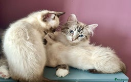 Ragdoll cats for sale: Two beautiful playful ragdolls ready now - Image 9