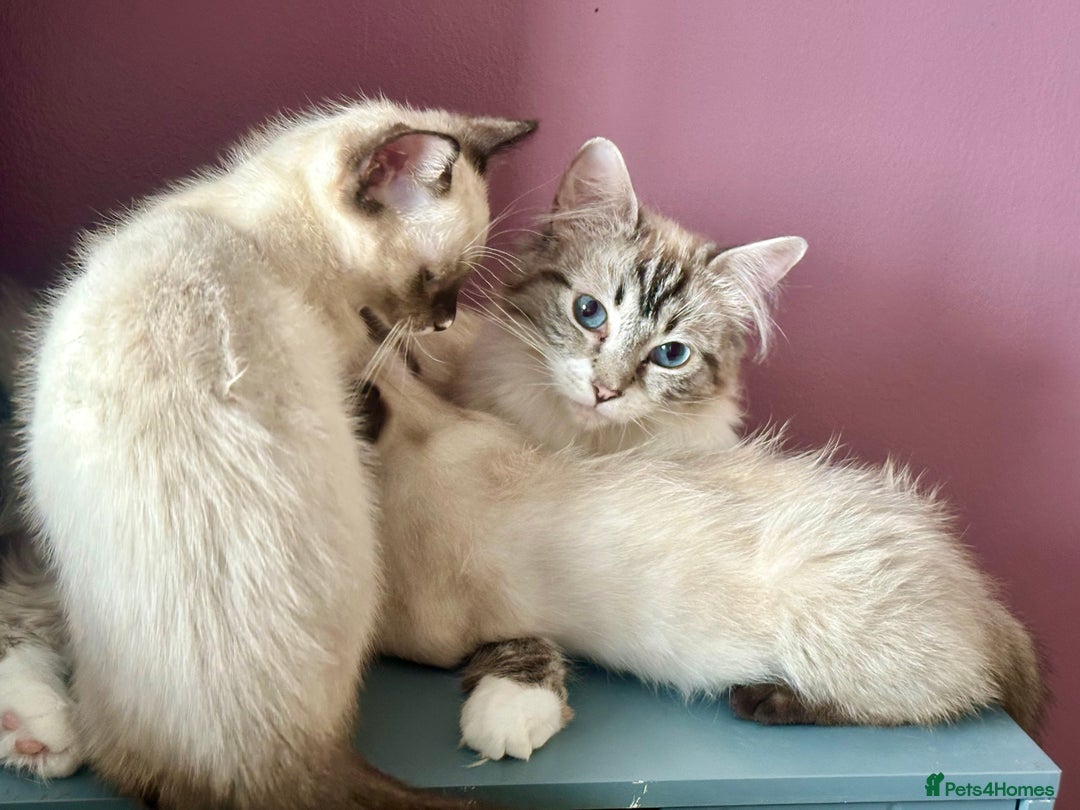 Ragdoll cats for sale: Two beautiful playful ragdolls ready now - Image 9