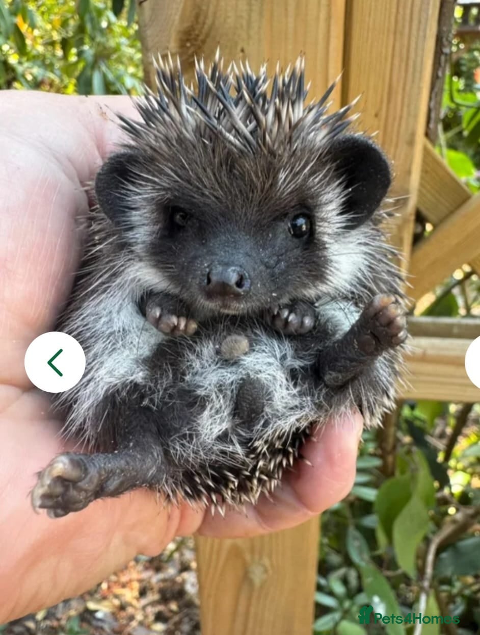 Pygmy Hedgehog rodents 8wk old litter of APH hoglets seeks 5* homes/READY - Advert 1