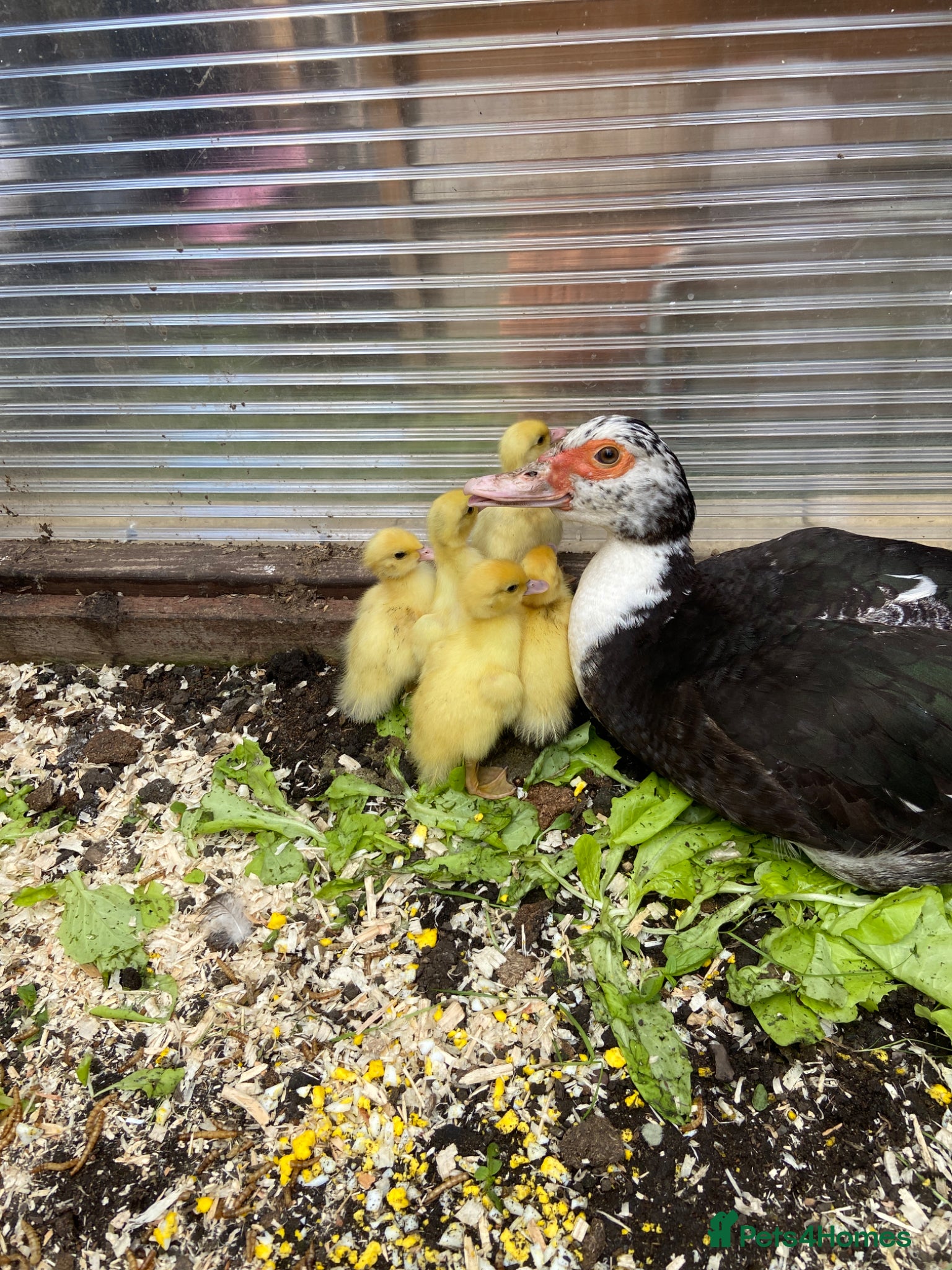 Ducks poultry for sale: Muscovy duck one week old - Advert 2