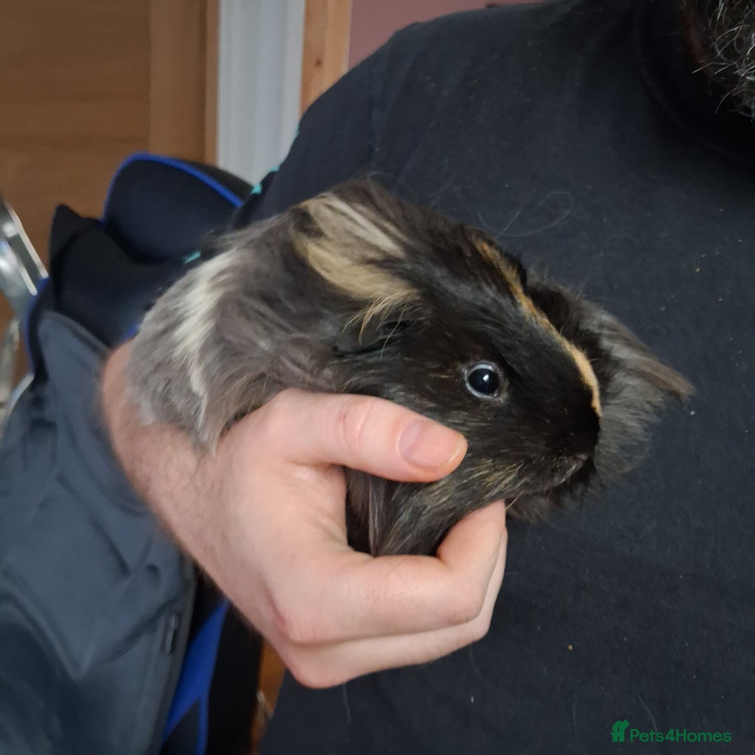 Guinea Pig rodents for sale: Guinea pig for new home - Image 1