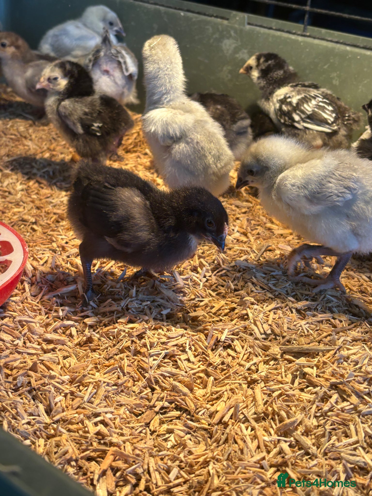 Chickens poultry Pekin silkies silver French maranssliverWyandotte  - Advert 1