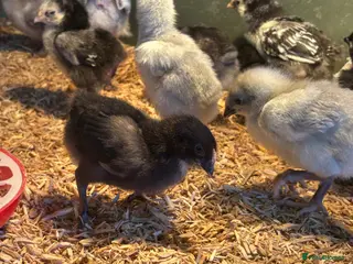 Chickens poultry for sale: Pekin silkies silver French maranssliverWyandotte - Advert 2
