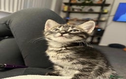 Bengal cats for sale: Bengal mixed kitten - Image 1