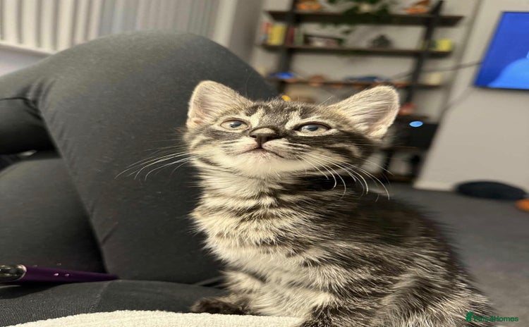 Bengal cats - Advert 10