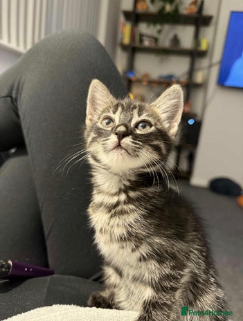 Bengal cats - Advert 10