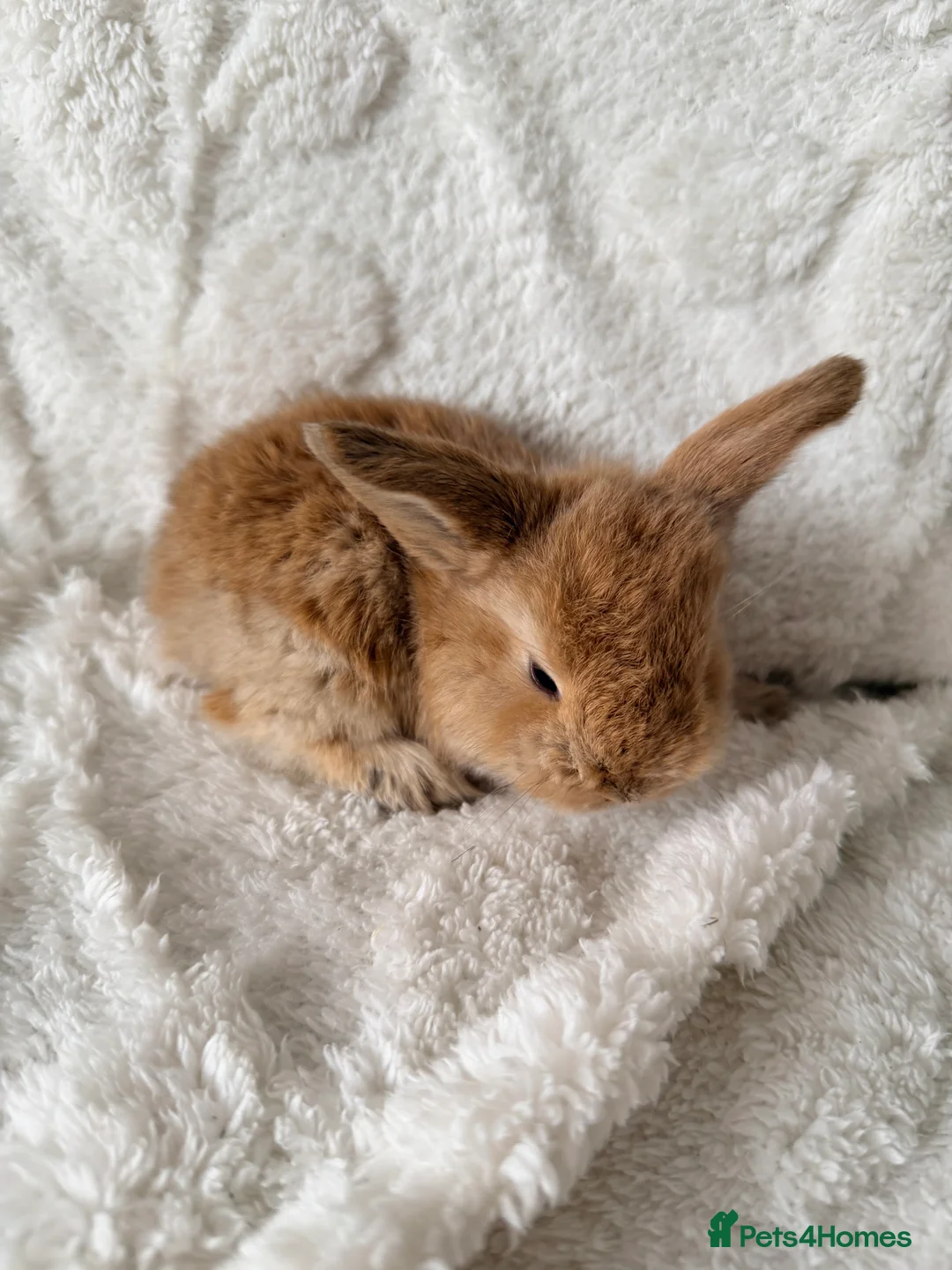 Mini Lop rabbits for sale: Mini lops - Advert 9