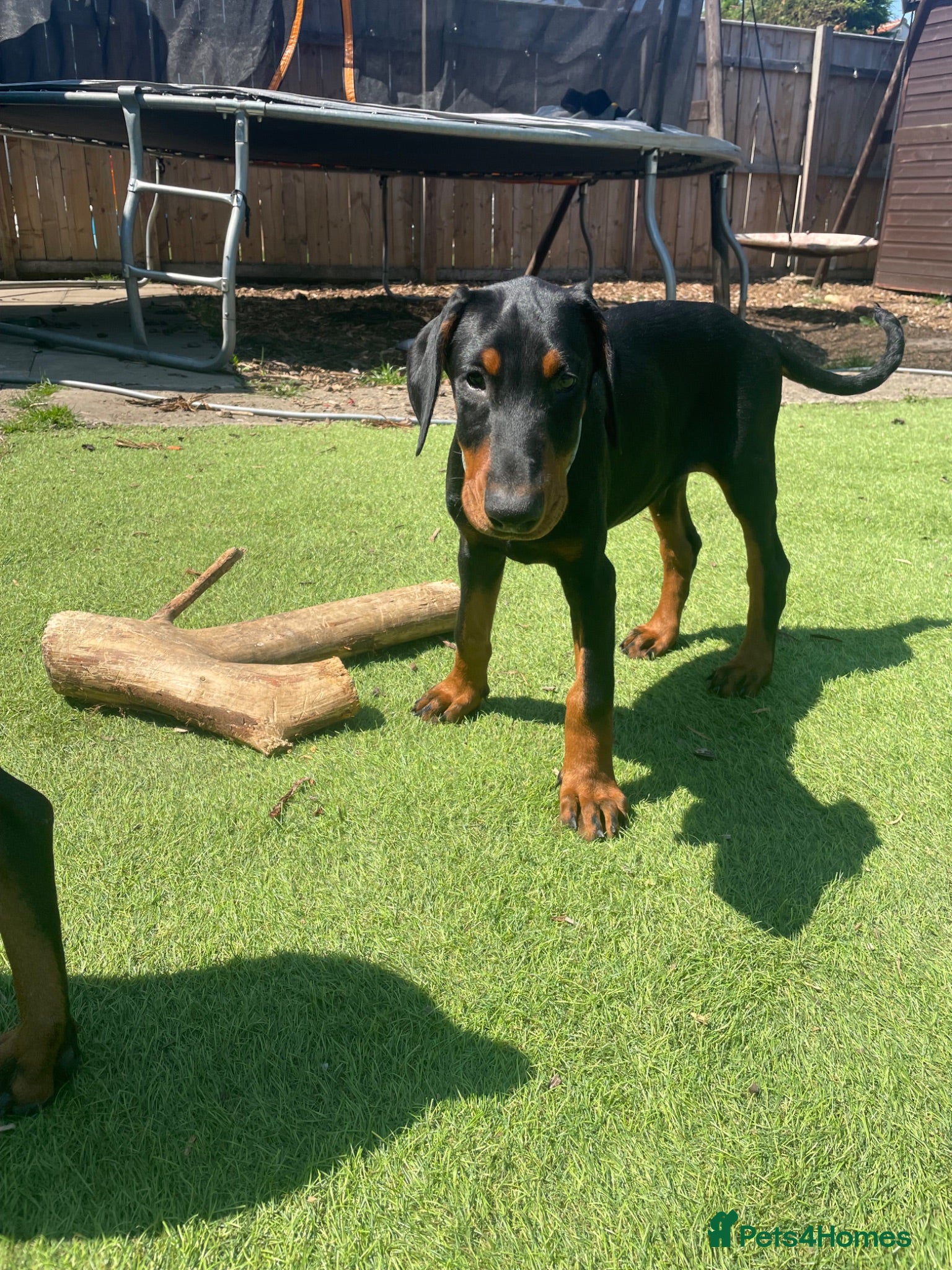 Dobermann dogs Dobermann Pup Last one  - Advert 2