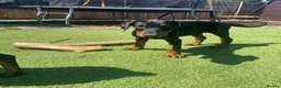 Dobermann dogs for sale: Dobermann Pup Last one  - Advert 1