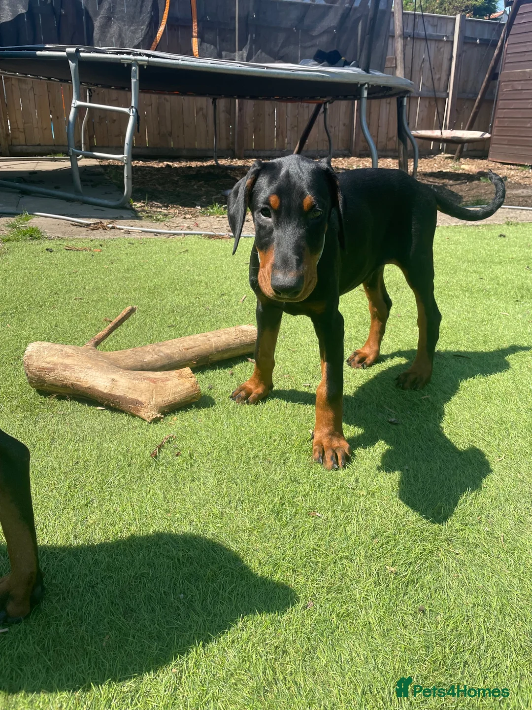 Dobermann dogs for sale: Dobermann Pup Last one  - Advert 1