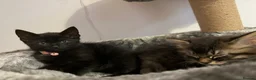 Mixed Breed cats for sale: Kittens looking for a forever home  - Advert 2