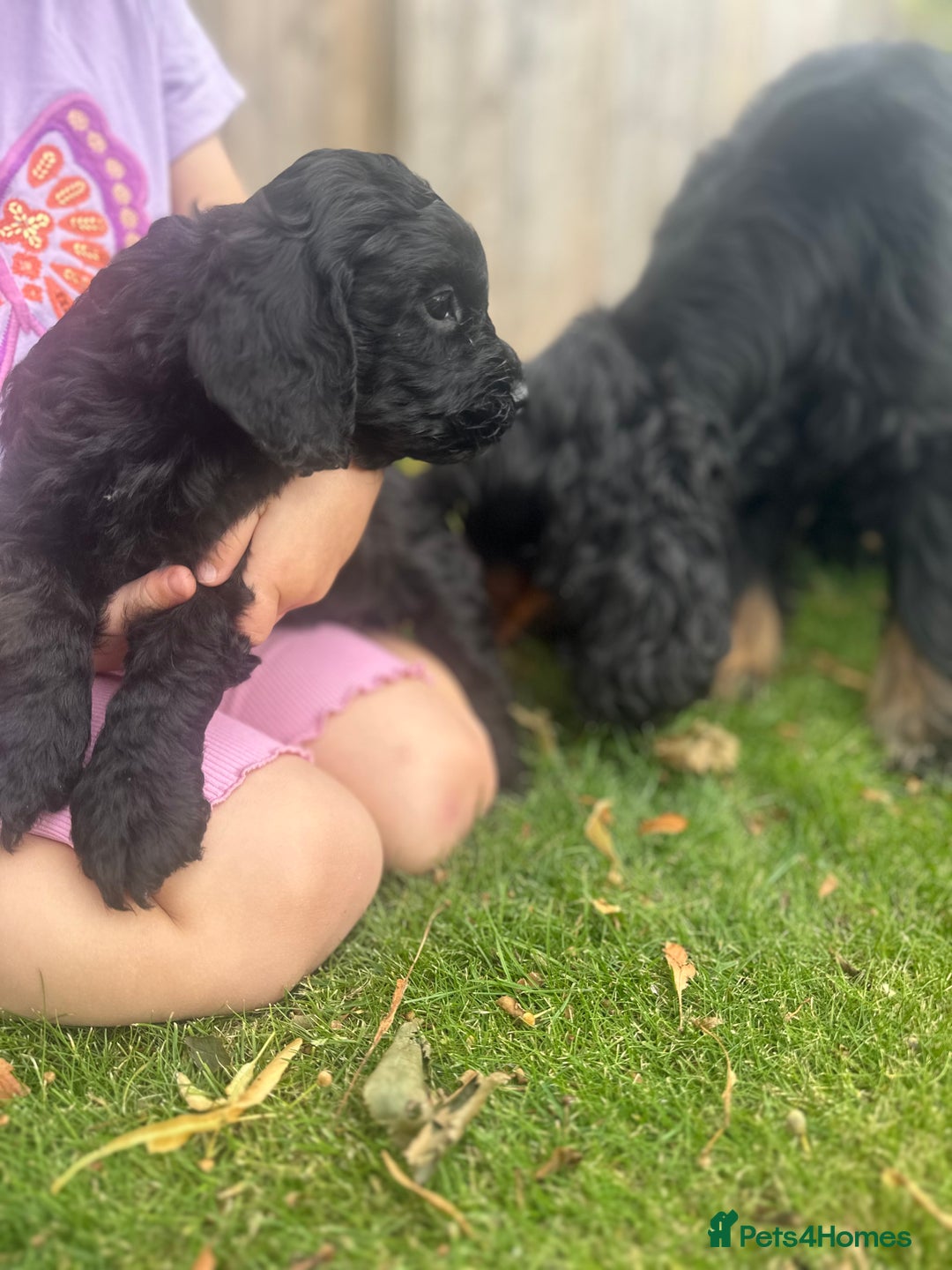 Cockapoo dogs for sale: Quality Cockapoo pups 2 x black boys - Image 11