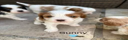 Cavapoochon dogs for sale: Beautiful Cavapoochon puppies - Advert 8