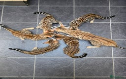 Bengal cats for sale:  Outstanding Quality Bengal kittens ready to leave - Image 23