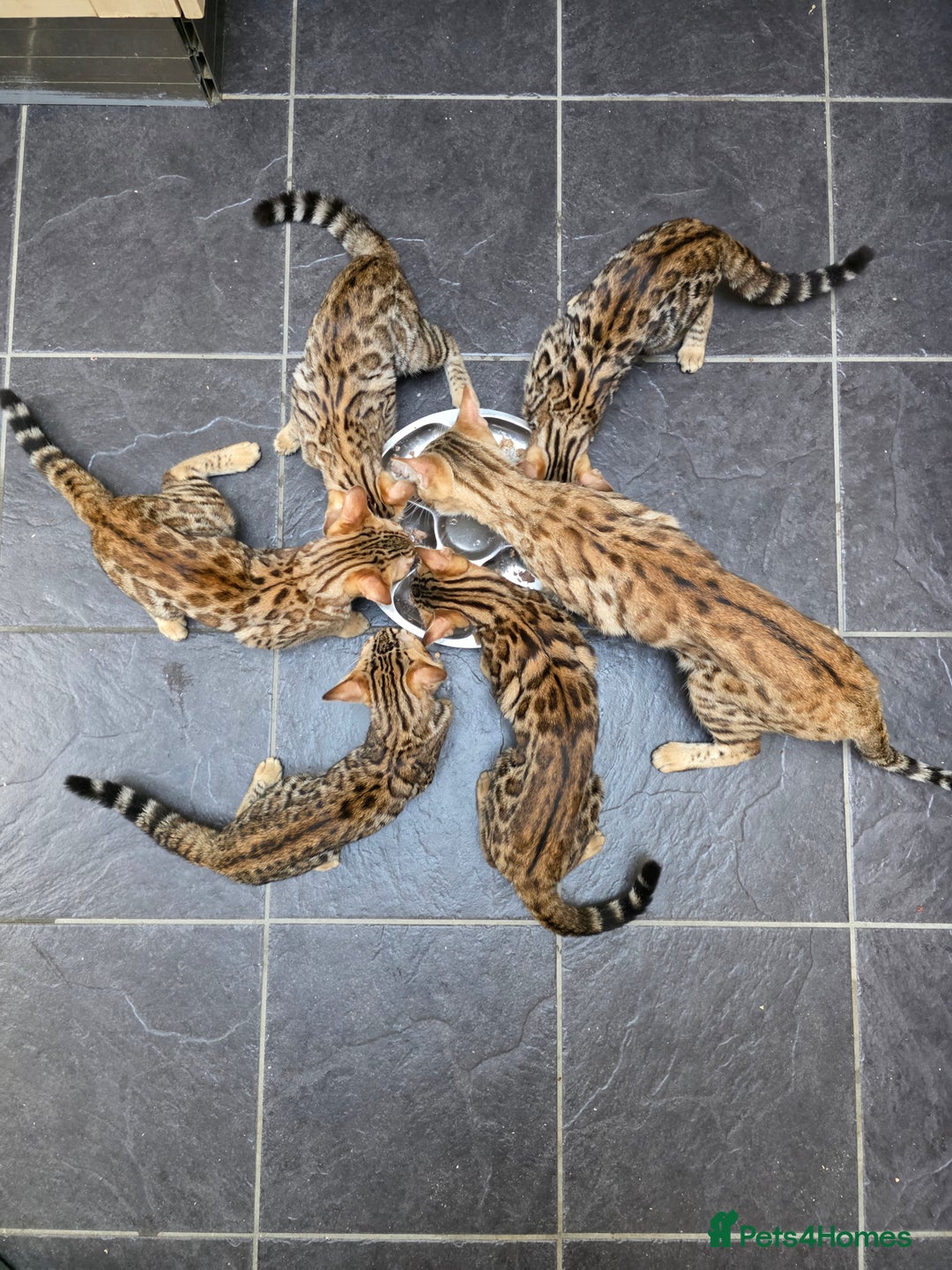 Bengal cats for sale:  Outstanding Quality Bengal kittens ready to leave - Image 23