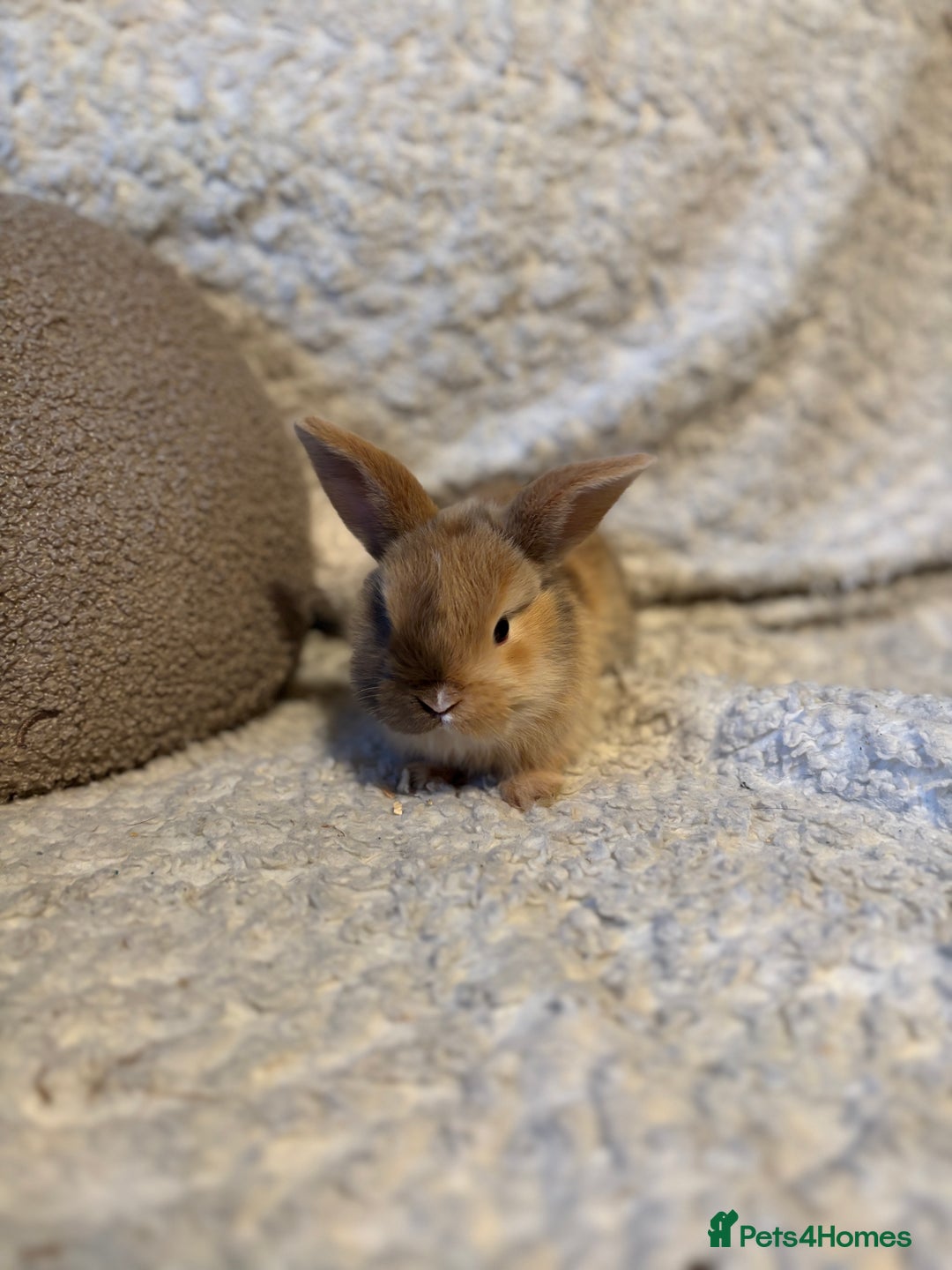 Mini Lop rabbits for sale: Mini lop babies 🫶🏻 ready to reserve ✨ - Image 1