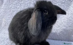 Mini Lop rabbits for sale: Stunning babies various ages vaccinated  - Advert 27
