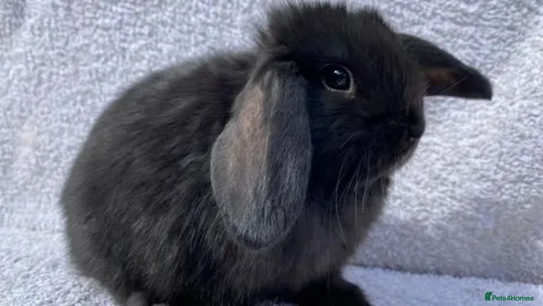 Mini Lop rabbits for sale: Stunning babies various ages vaccinated  - Advert 27