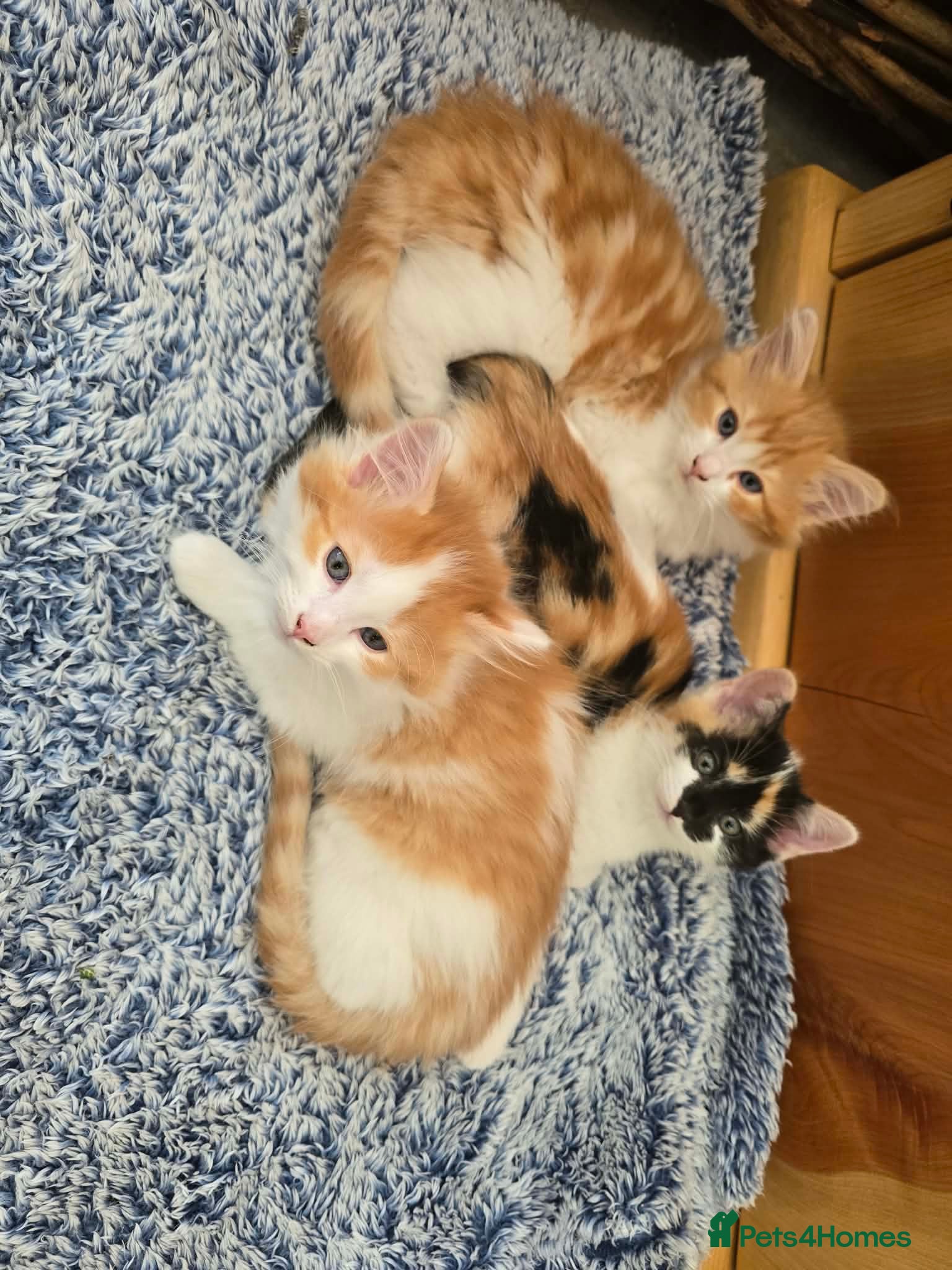 Mixed Breed cats Beautiful kittens - Advert 1