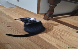 Mixed Breed cats for sale: 10 weeks old Female Kitten - Image 1