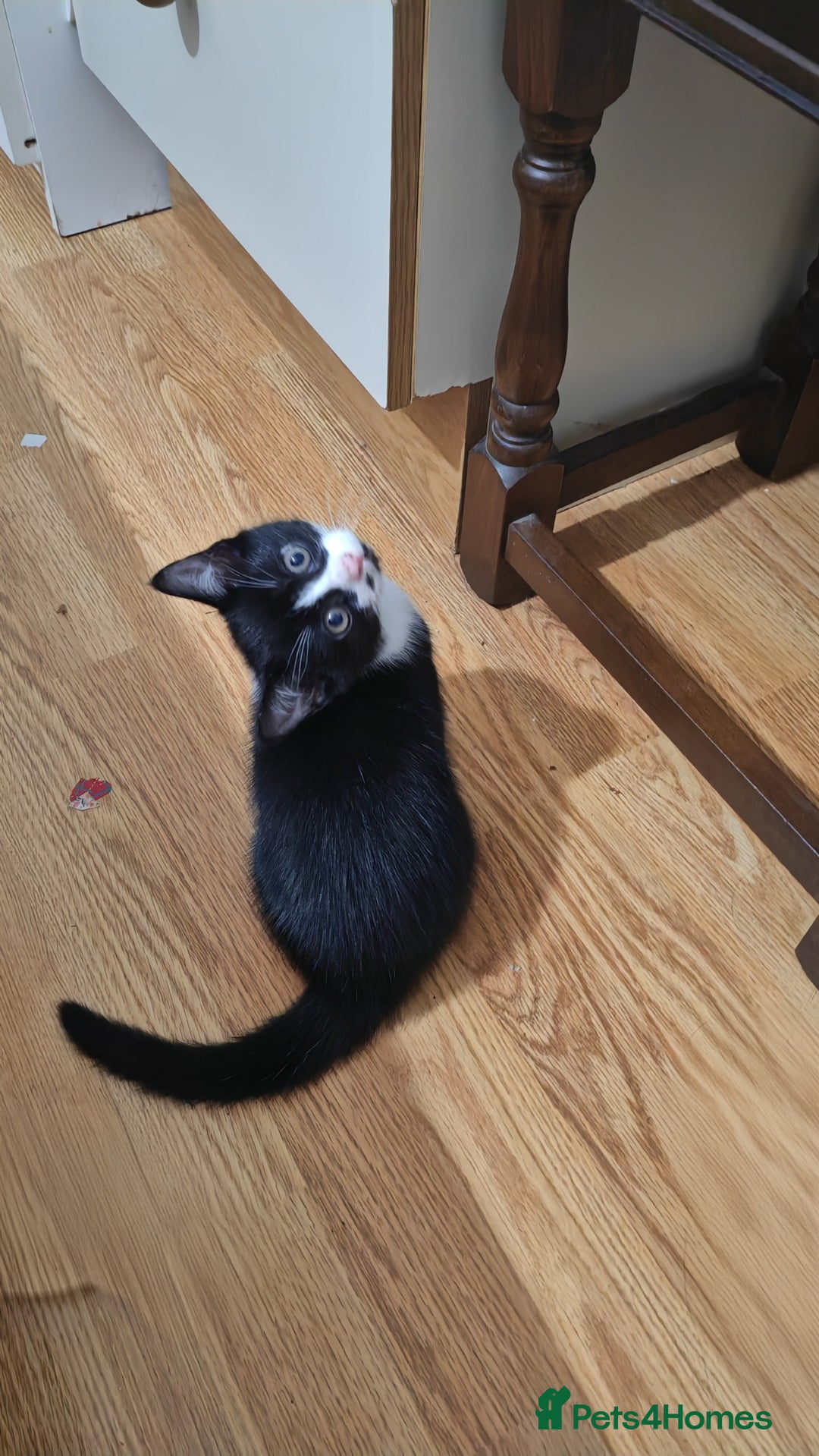 Mixed Breed cats for sale: 10 weeks old Female Kitten - Image 1