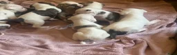 American Bulldog dogs for sale: AMERICAN BULLDOG PUPIES - Advert 9