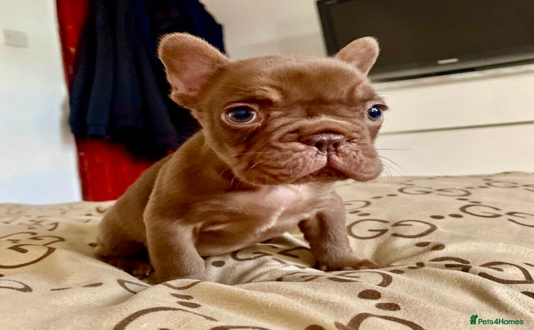 French Bulldog dogs in London - Advert 7